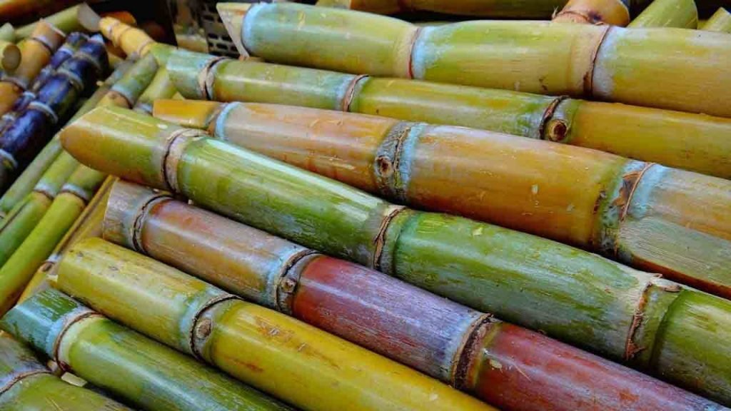 Sugar cane